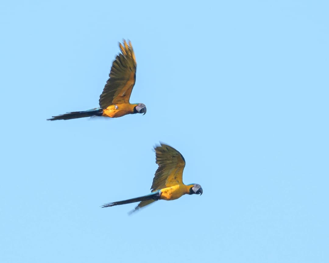 Two blue and gold macaws take flight in a bright blue sky