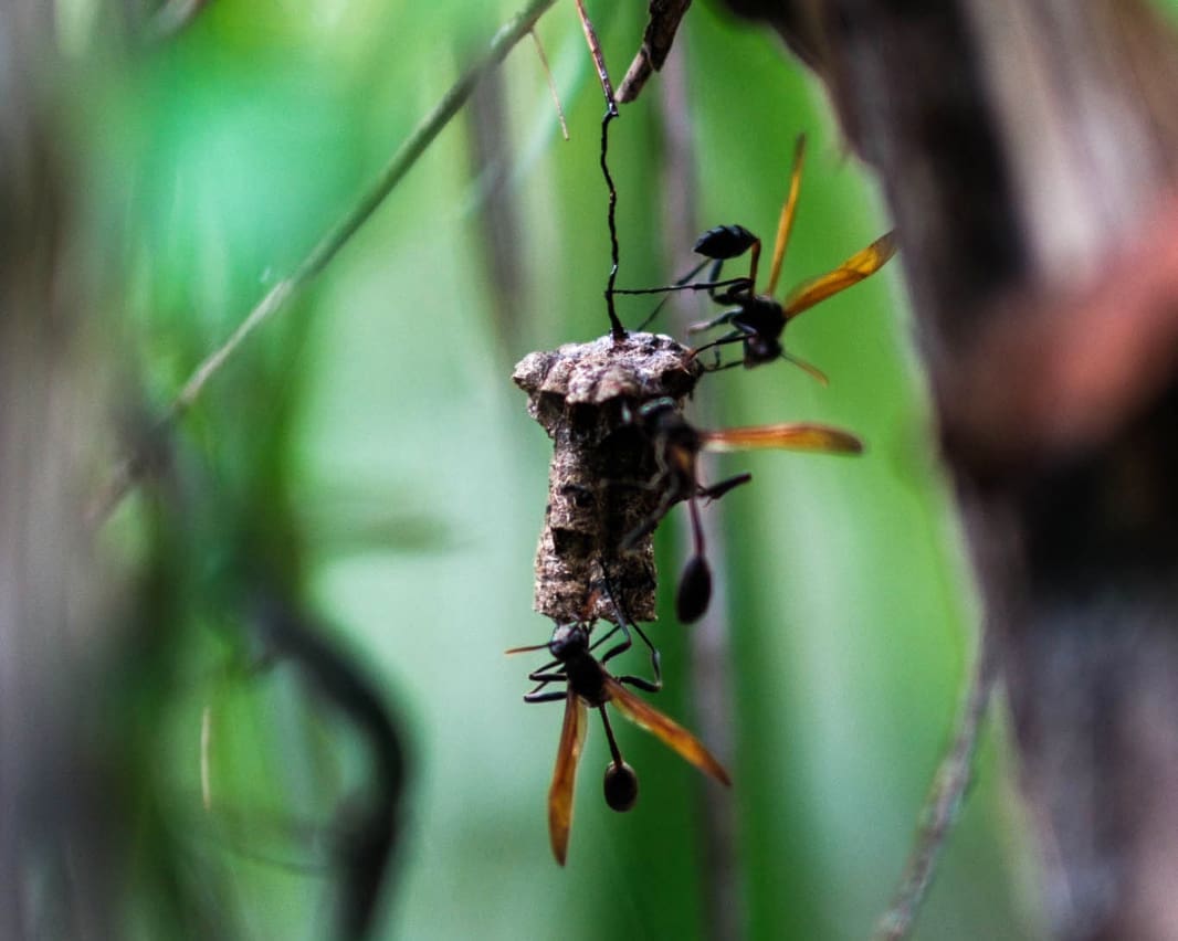 Wasps begin to build a nest in the dark jungle light