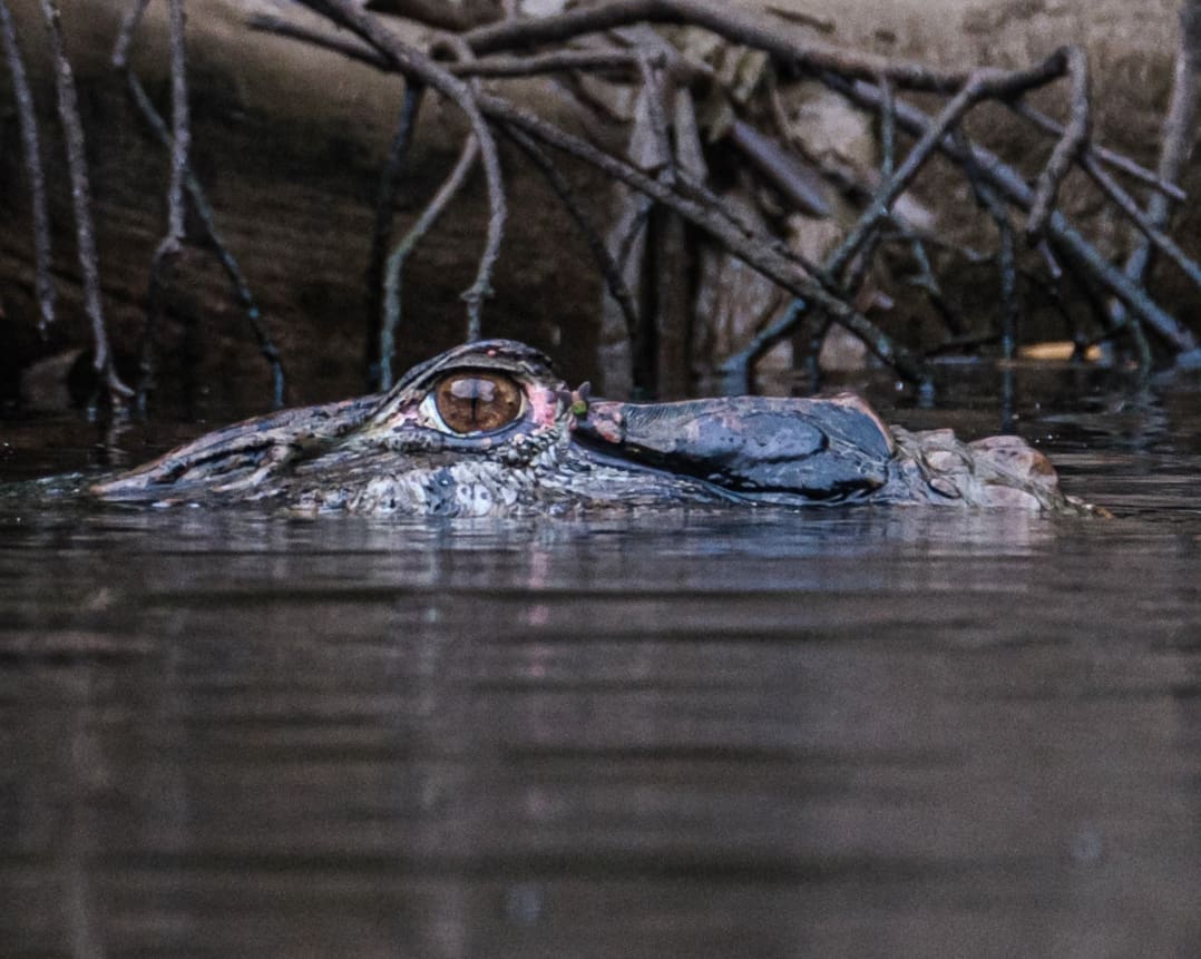 The head of a caiman sticks up out of the water, its brown eye shining in the light