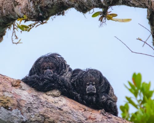 Two dark monkeys with matted, wooly black fur crouch on a tree limb looking straight at the camera