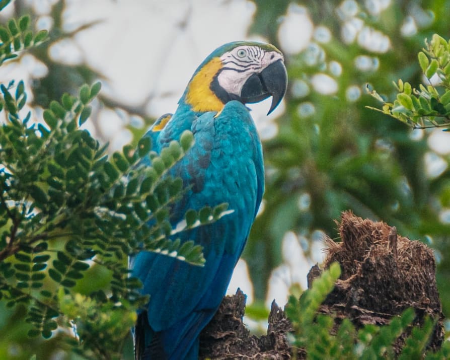 A close-up view of a Blue and Gold Macaw