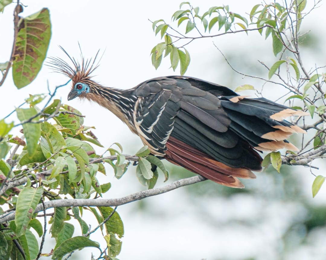 The Hoatzin is often called a prehistoric looking bird in part because of its mohawk like crest and the shocking blue ring around its eyes